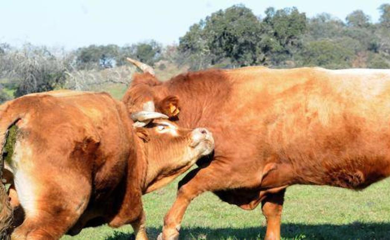 Ejemplares de ternera extremeña en plena dehesa.
