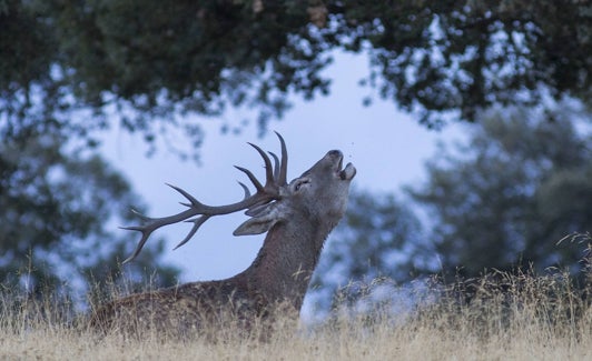 Un ciervo en Monfragüe durante la época de la berrea. 