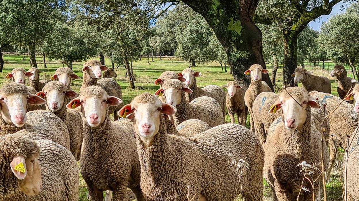 Ovejas merinas en la explotación La Llave en la comarca de Trujillo. 