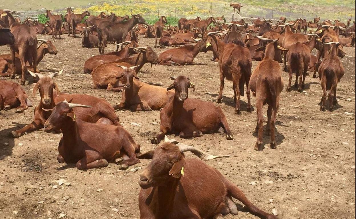 Cabras retintas en Villarta de los Montes, en la comarca de La Siberia.