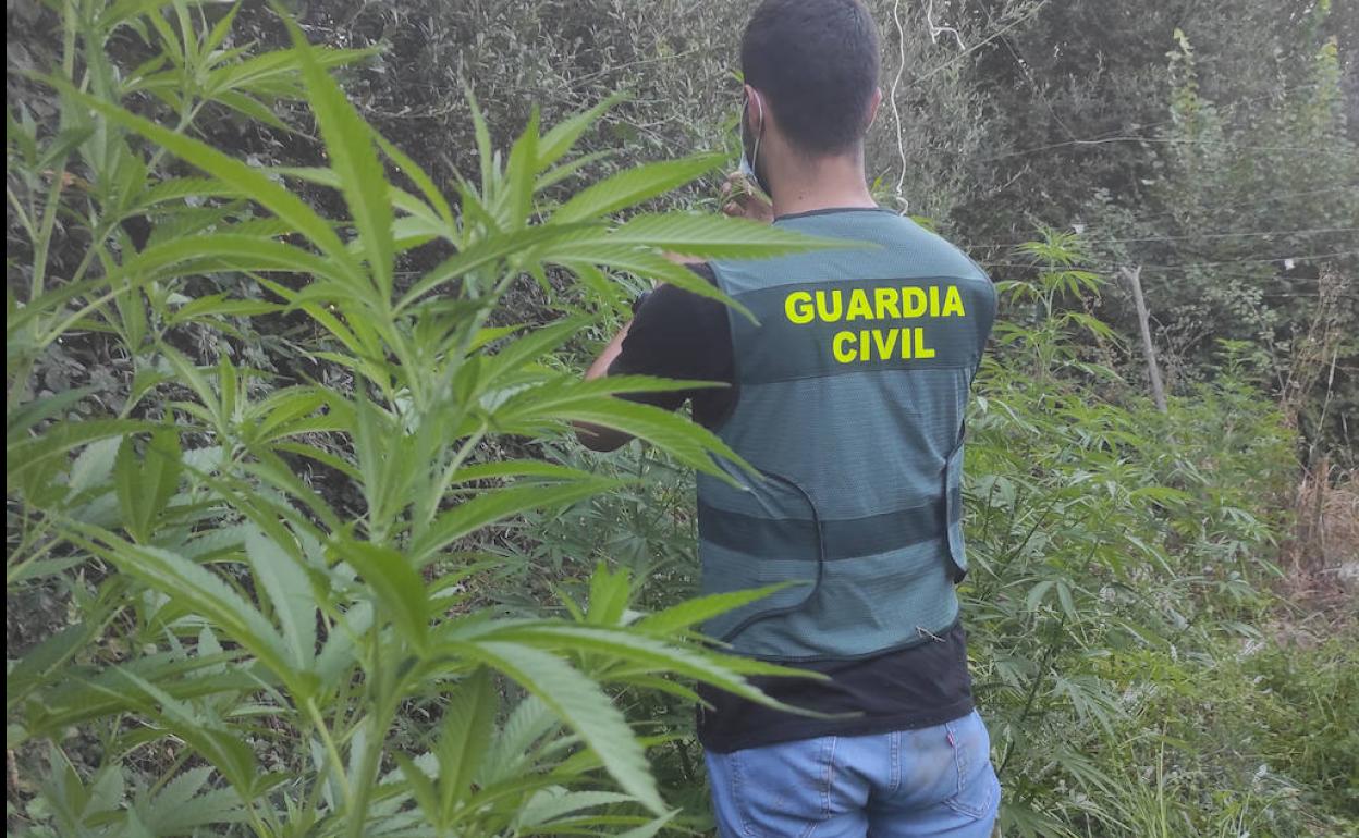 Agente de la Guardia Civil descubre las plantaciones en Riolobos
