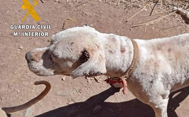 Los dos animales estaban llenos de parásitos.