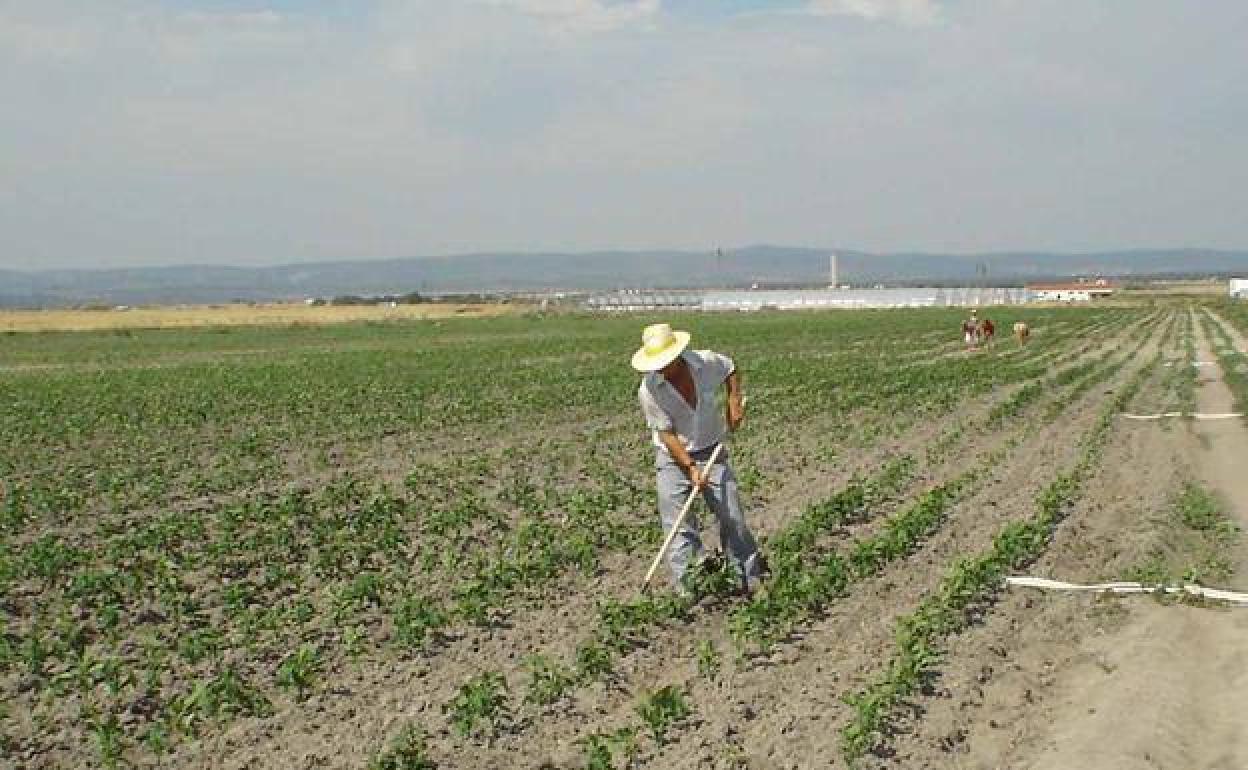 Agricultor extremeño en plena faena.