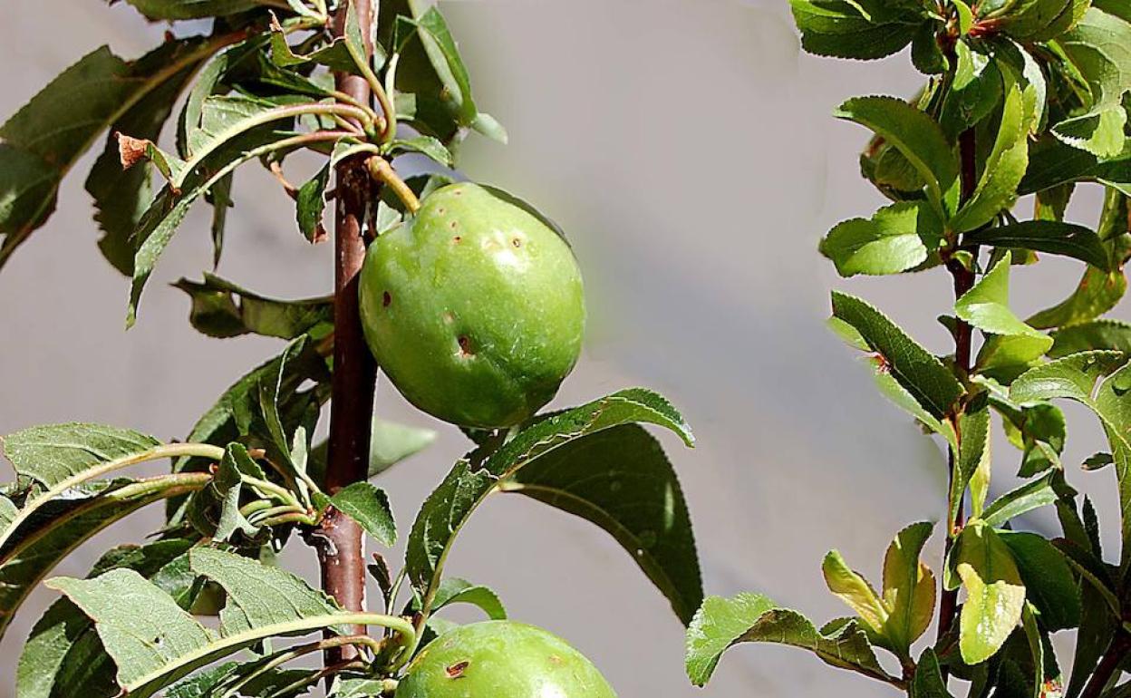 El seguro agrario sigue creciendo