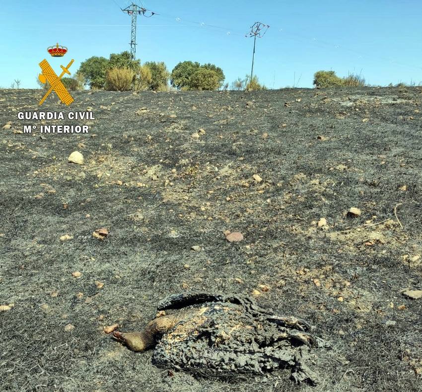 El ave causante del incendio carbonizada. 