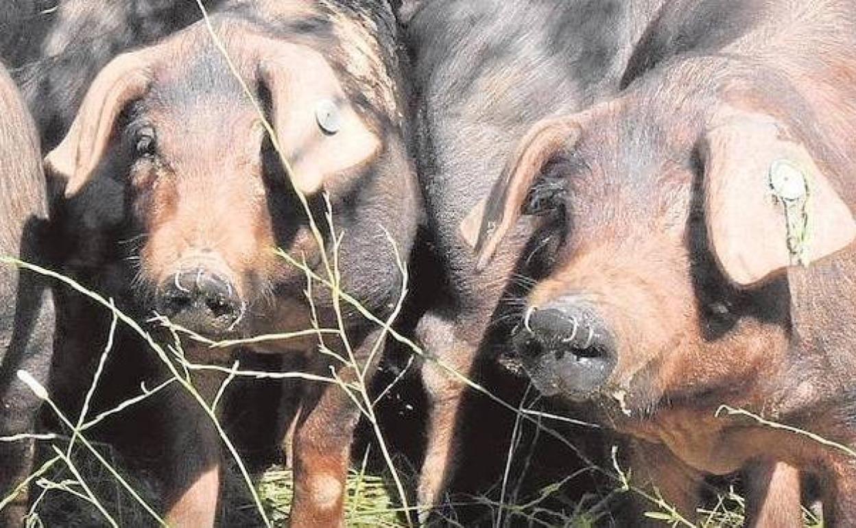 Ejemplares de porcino ibérico extremeño.