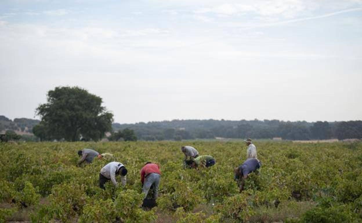 Agricultores extremeños en plena faena.