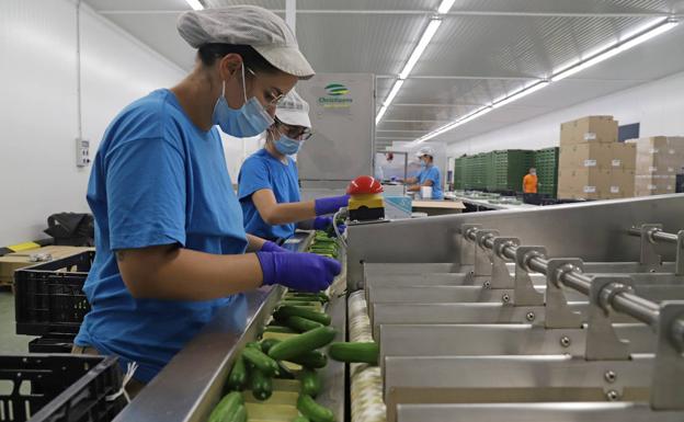 En Finca Boyal se lleva a cabo todo el proceso desde el cultivo hasta su embalaje.