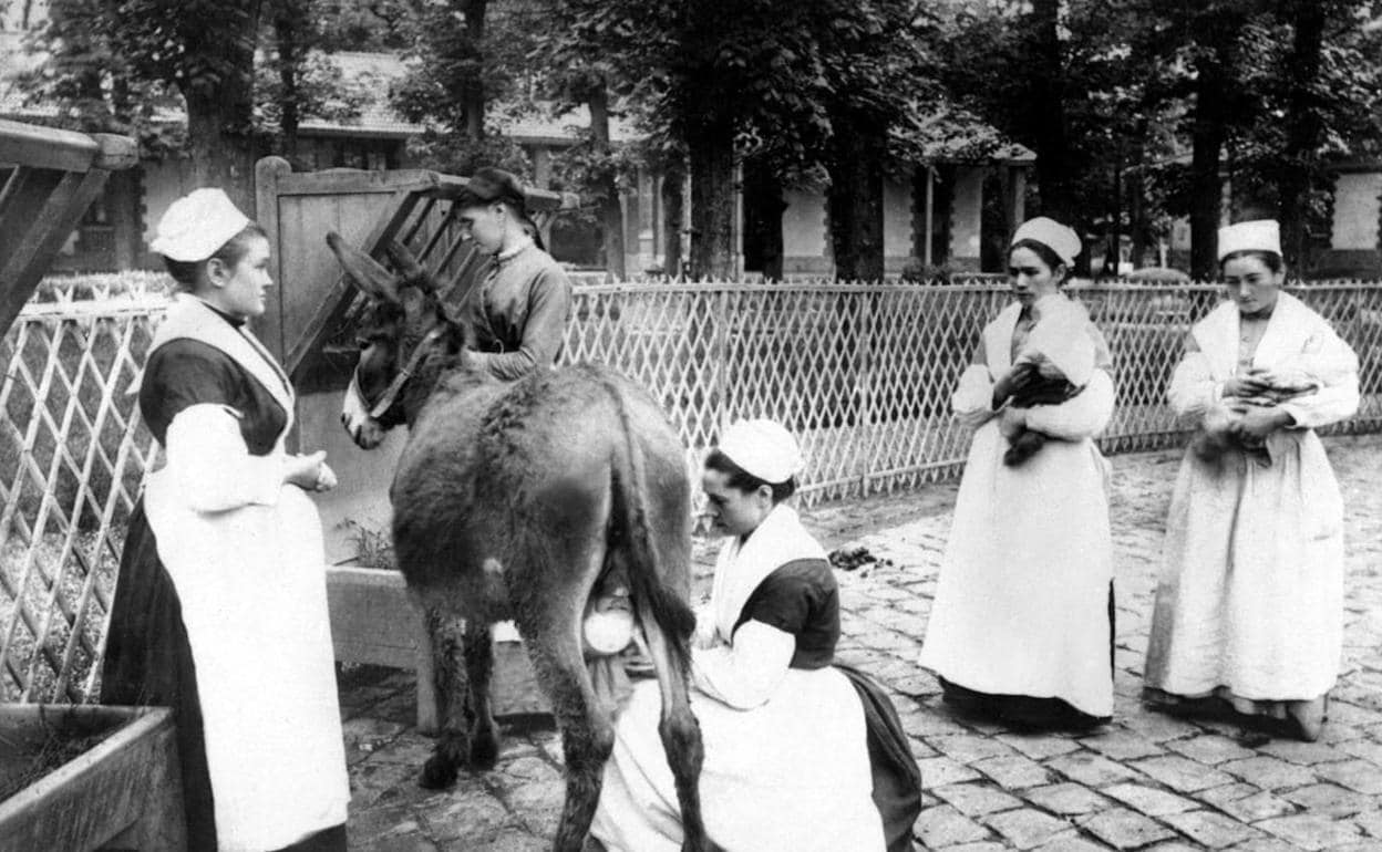 La milagrosa leche de burra, alimento y medicina | Hoy