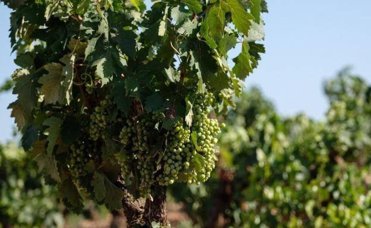 La primera vendimia de Cava con distinción de territorios llega con 300 millones de kg de uva