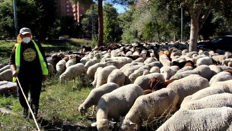 Ovejas merinas y cabras extremeñas que cruzarán este domingo el centro de Madrid. 