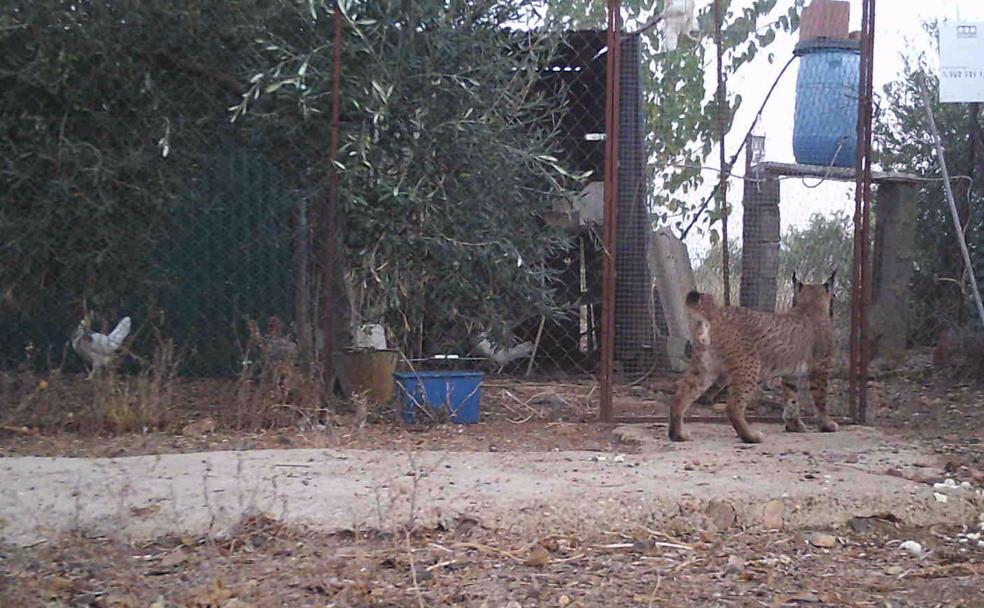 Imagen del lince junto a un gallinero captada por una de las cámaras de los vecinos. 
