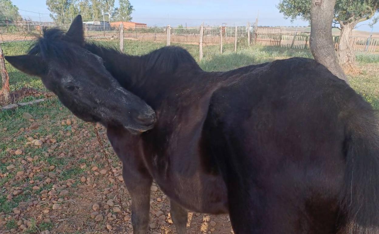Denunciado por abandonar un caballo que puso en peligro la seguridad vial en Talavera