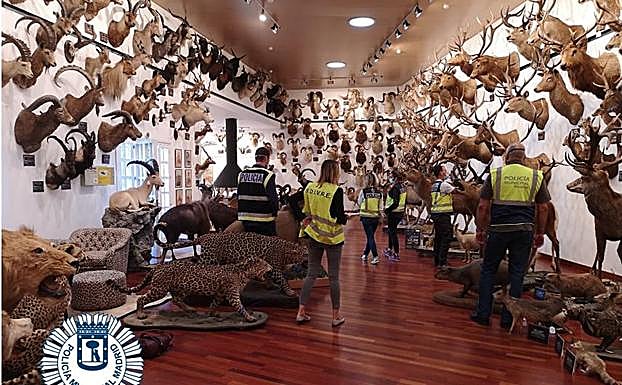Colección de animales disecados intervenida por la Policía Municipal de Madrid.