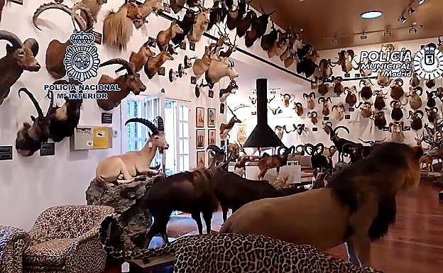 Interior de uno de los pabellones en los que el doctor colgaba sus trofeos.