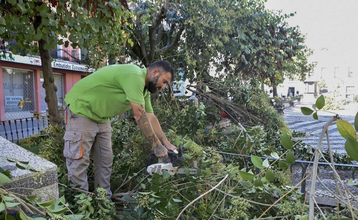 Primer día de los trabajos de ajardinamiento de San Andrés. 