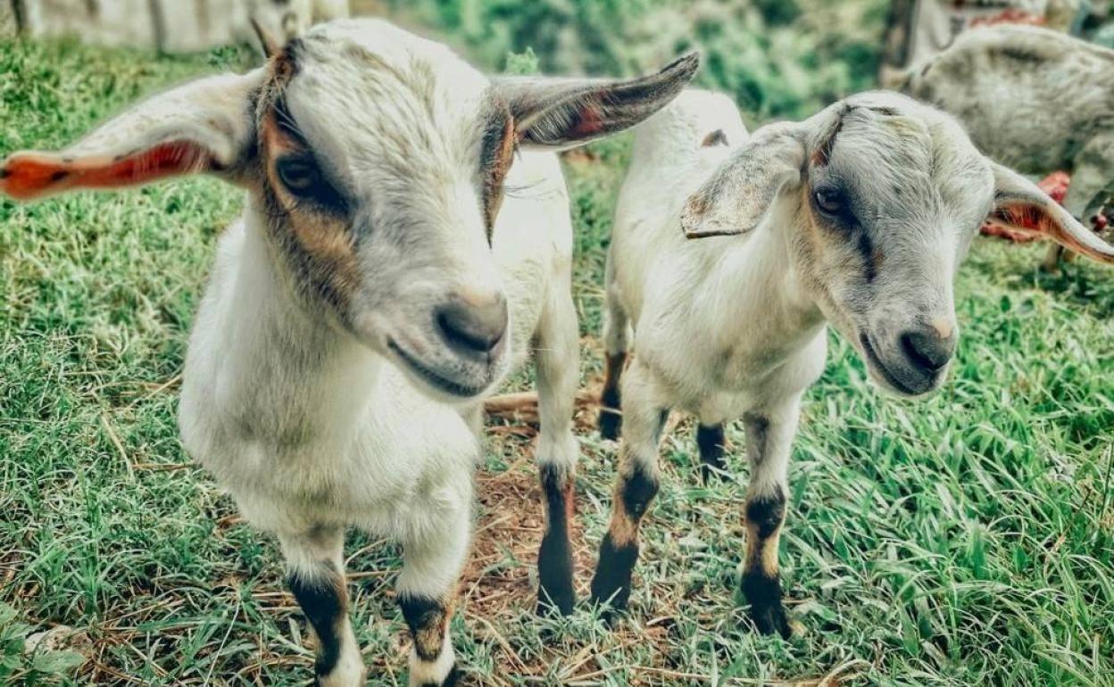 Gata reivindica la cabra y el pastoreo con la IV Fiesta del Cabrito