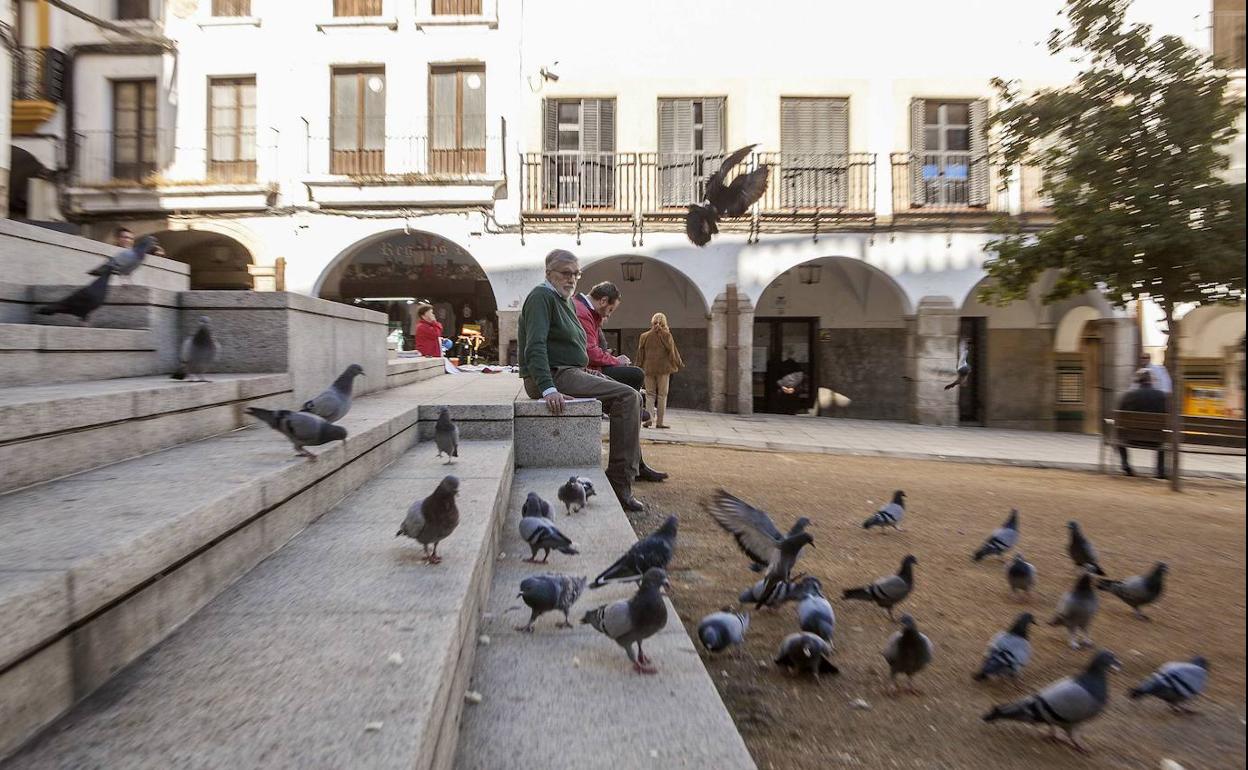 Palomas que campan a sus anchas en la Plaza Mayor. 