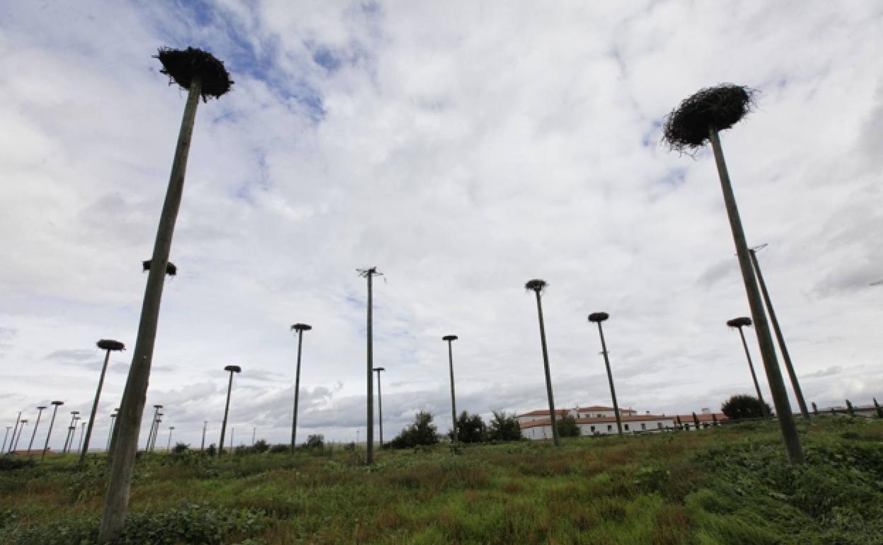 Zona próxima al hotel de Los Arenales en la que se encuentra la colonia de cigüeñas.