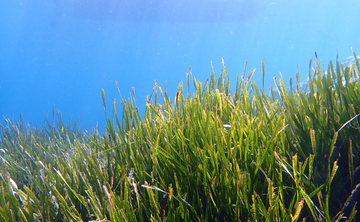 Pradera de posidonia.