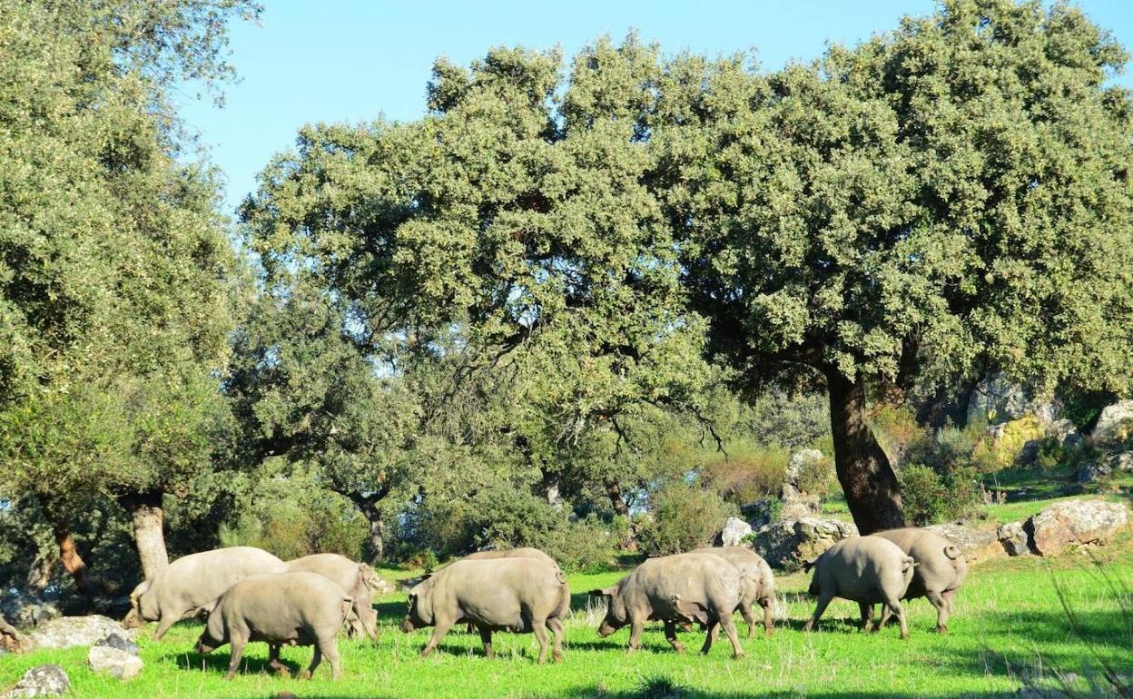 Cochinos en extensivo en una finca de Salvatierra de los Barros, en la Sierra Suroeste.