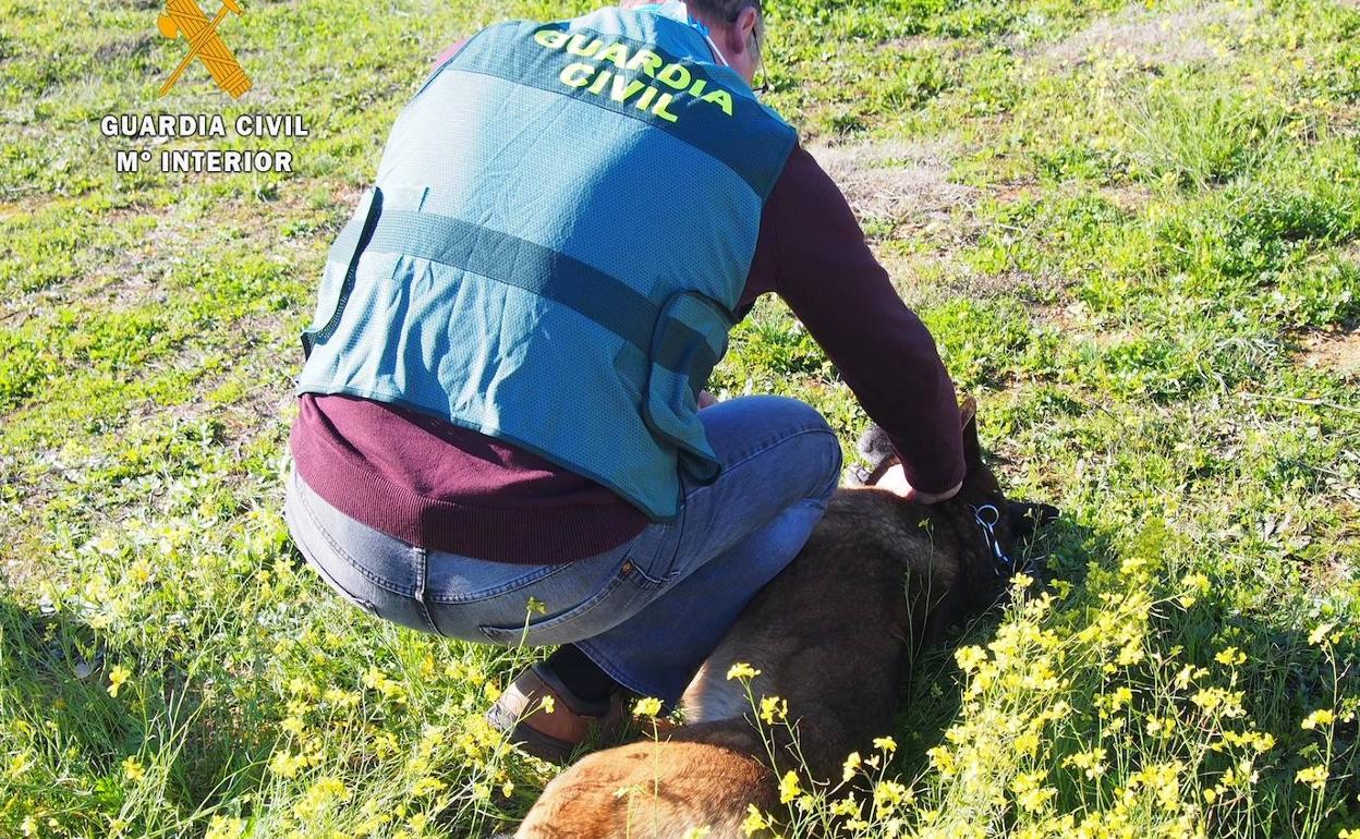 Sucesos en Extremadura: Detenido un vecino de Badajoz por hacerse pasar por veterinario