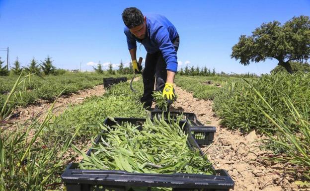 19,4 millones para que los agricultores modernicen sus explotaciones