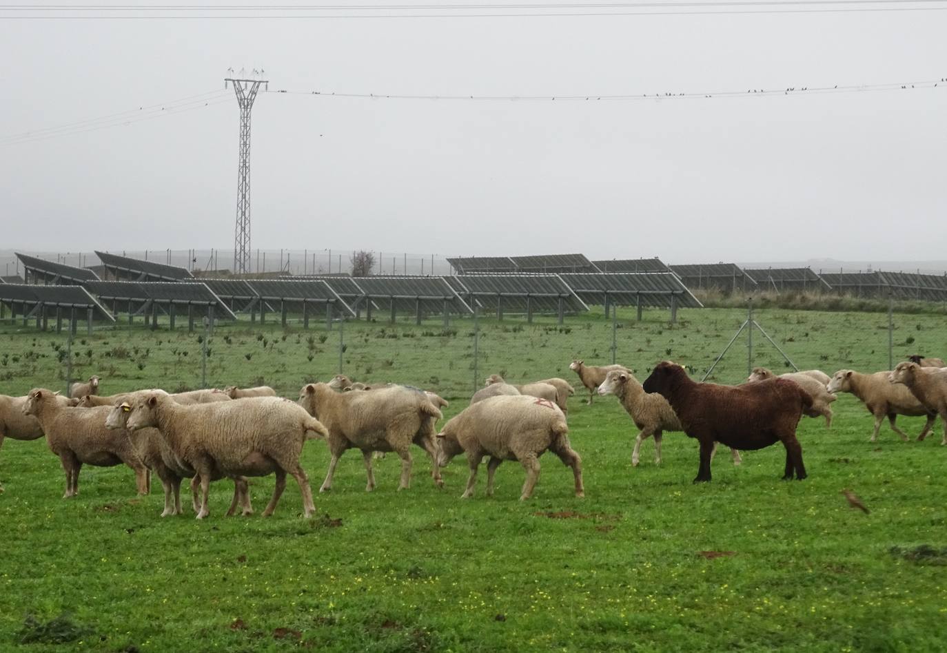 Ovejas conviviendo con paneles solares fotovoltaicos.