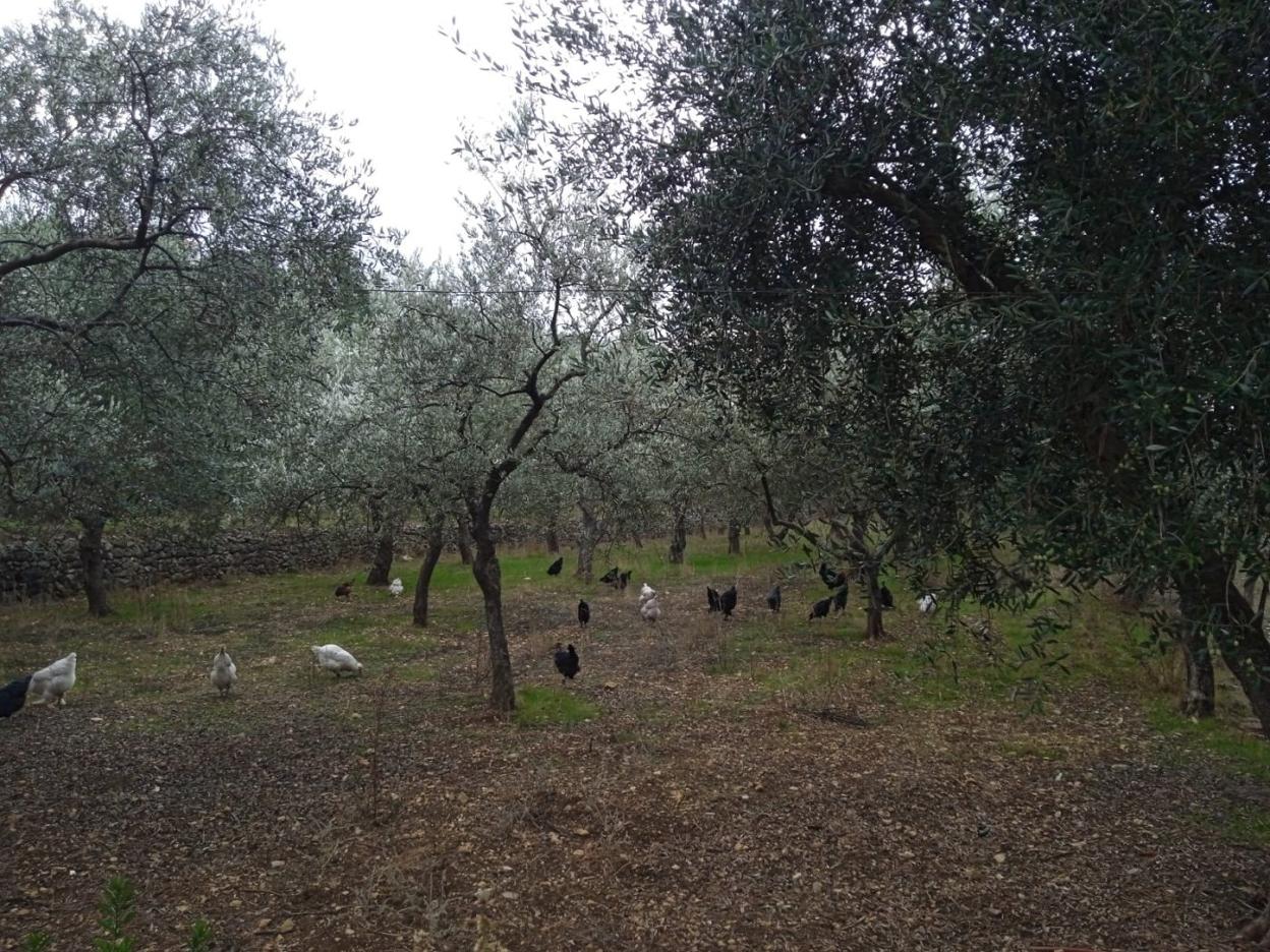 Olivos en Berzocana, uno de los municipios dentro de la denominación de origen Villuerca Ibores Jara. 