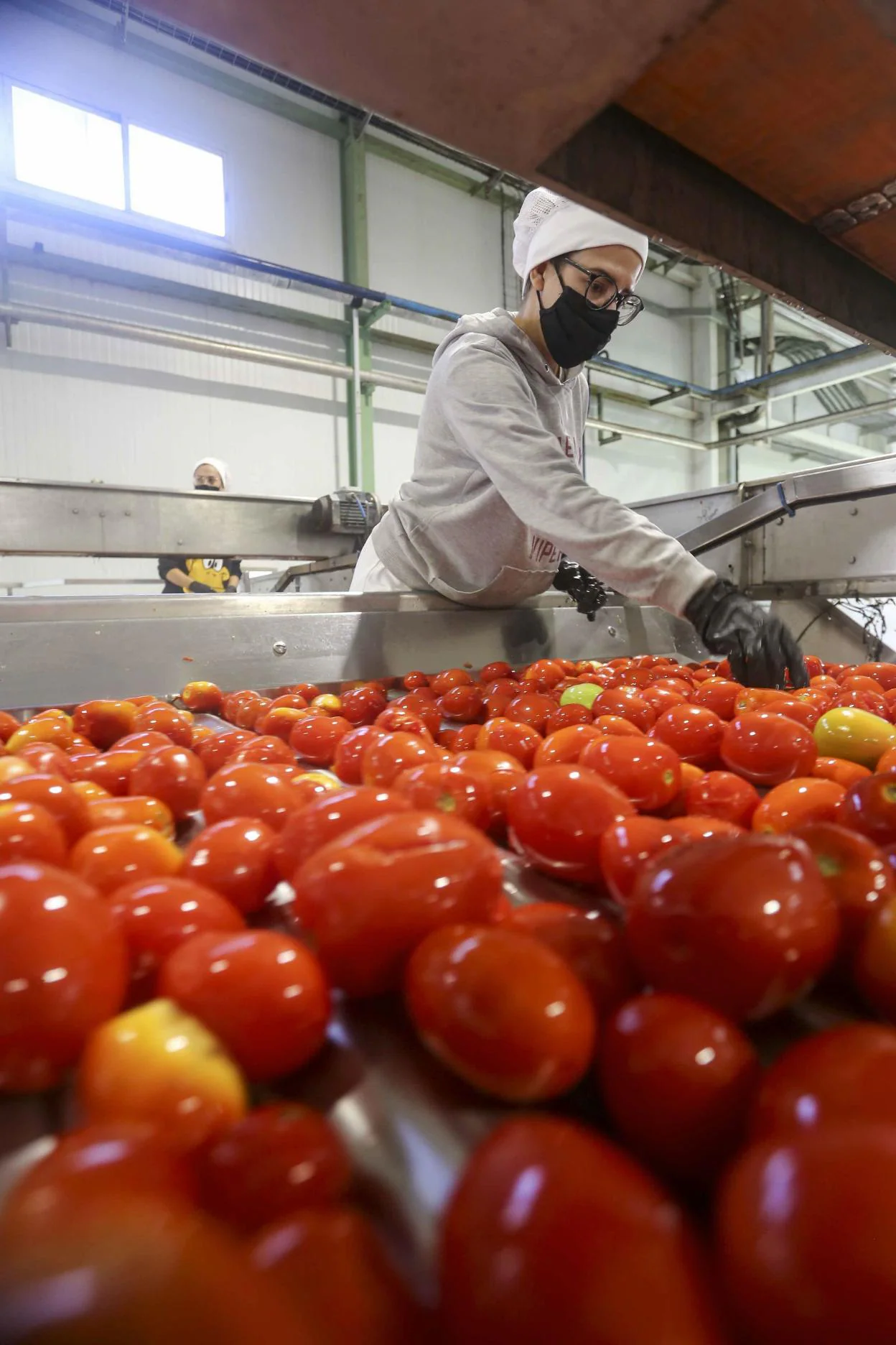 Salvemos el tomate 