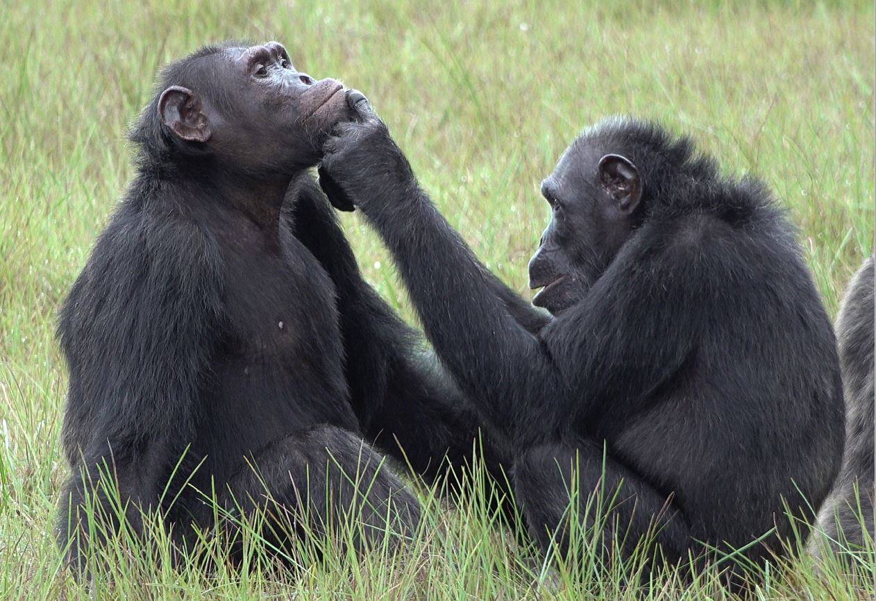 Una hembra de chimpancé, Roxy, aplica un insecto en una herida de la cara de un macho adulto llamado Thea.