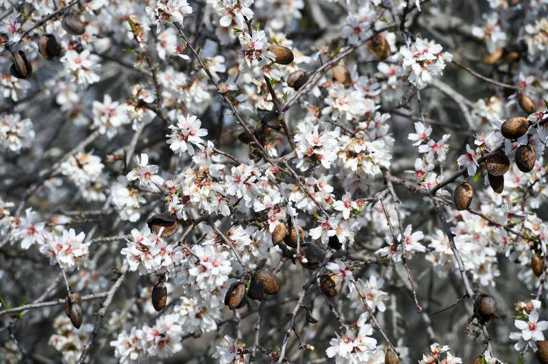 Fotos: Floración del almendro en la provincia de Cáceres