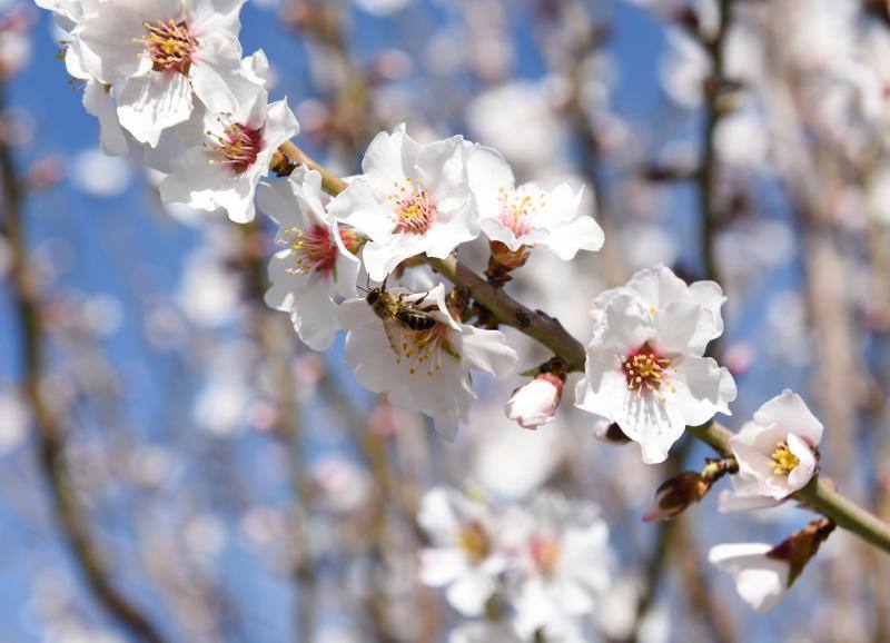 Fotos: Floración del almendro en la provincia de Cáceres