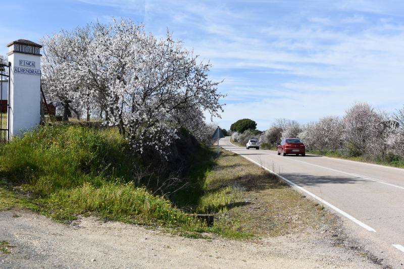 Fotos: Floración del almendro en la provincia de Cáceres