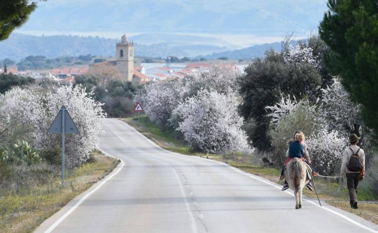 Los almendros ofrecen un gran espectáculo de color en el mes de febrero.