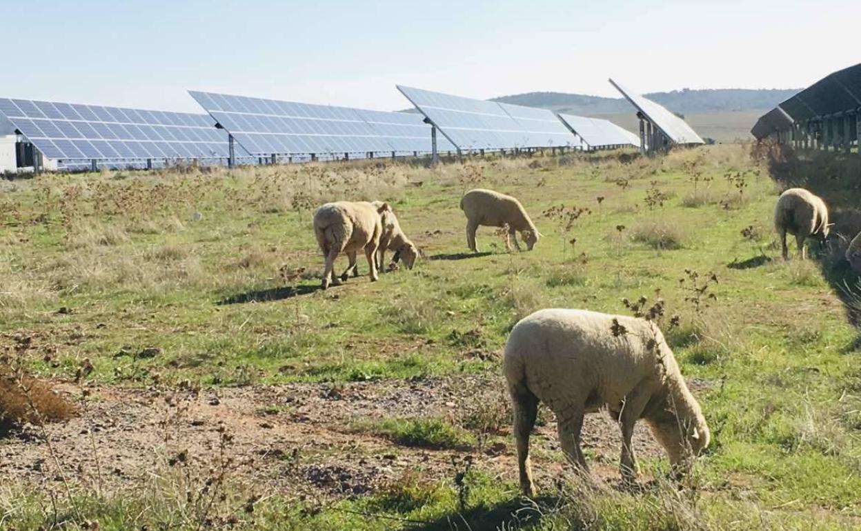 Cicytex inicia el proyecto piloto 'GoAgrovoltaica' en Hinojosa del Valle