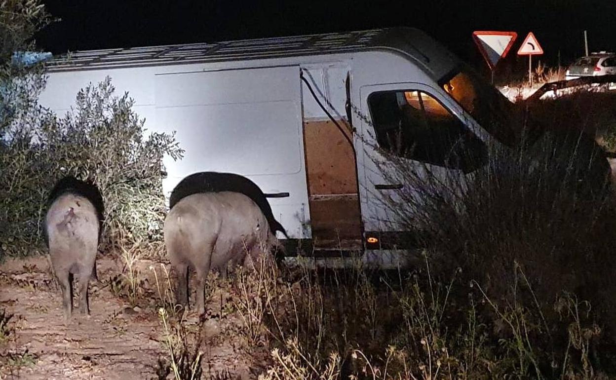 Sucesos: Sufre un accidente cuando llevaba seis cerdos robados de una finca de Medina de las Torres