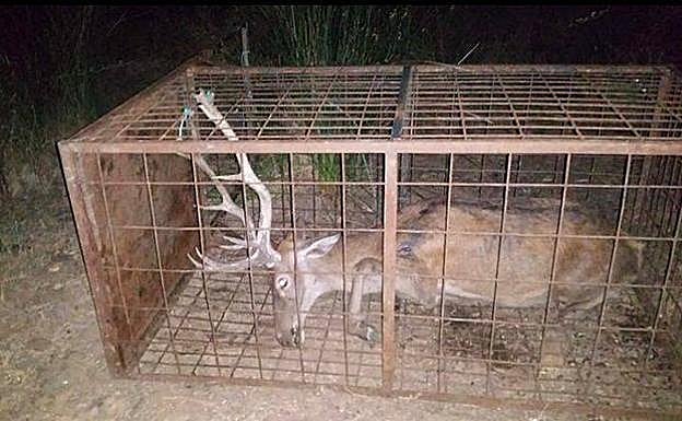 Imágenes del ciervo que fueron difundidas.