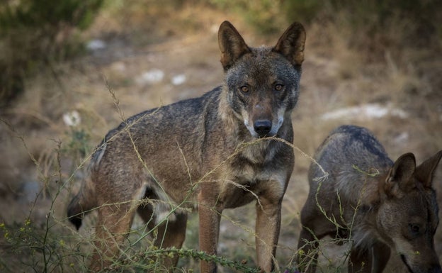 Dos ejemplares de lobo.