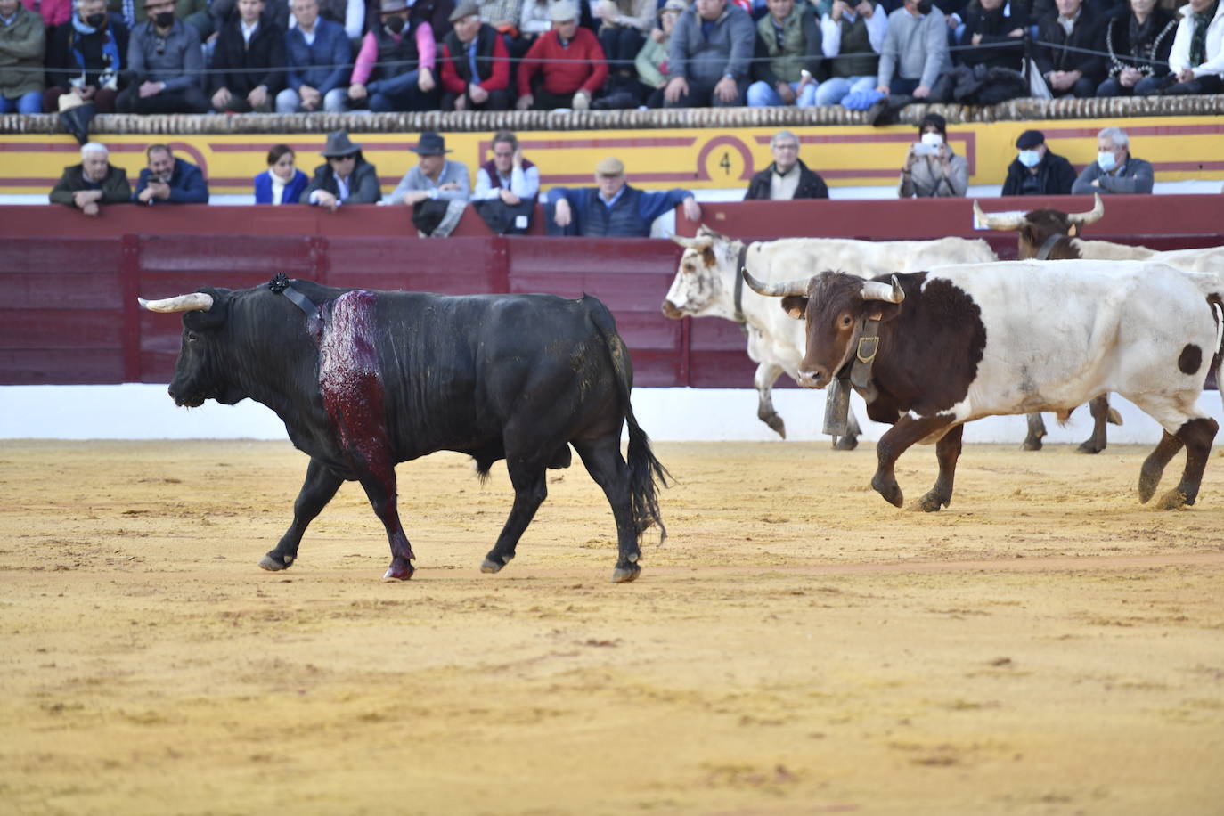 Fotos: En imágenes | La primera corrida de toros de Olivenza con Morante de la Puebla, El Juli y Emilio de Justo