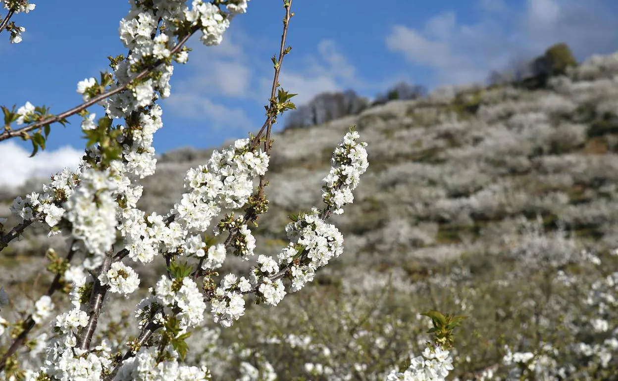Imagen de archivo de los cerezos en plena floración.