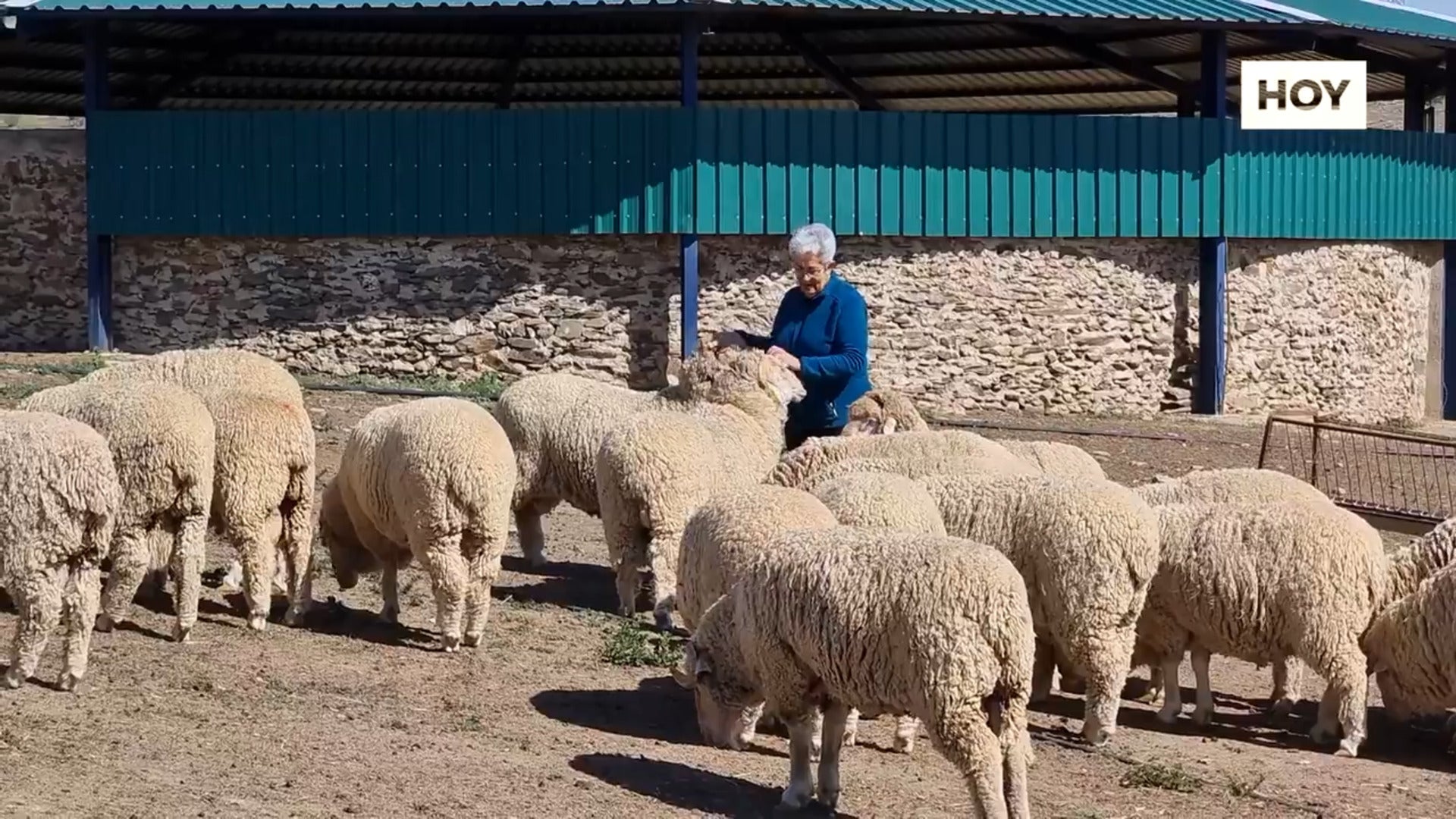 El inesperado interés por el merino australiano que se cría en Extremadura