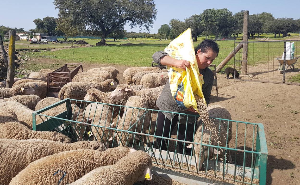 UPA-UCE reclama servicios mínimos en el transporte para que los ganaderos alimenten a los animales