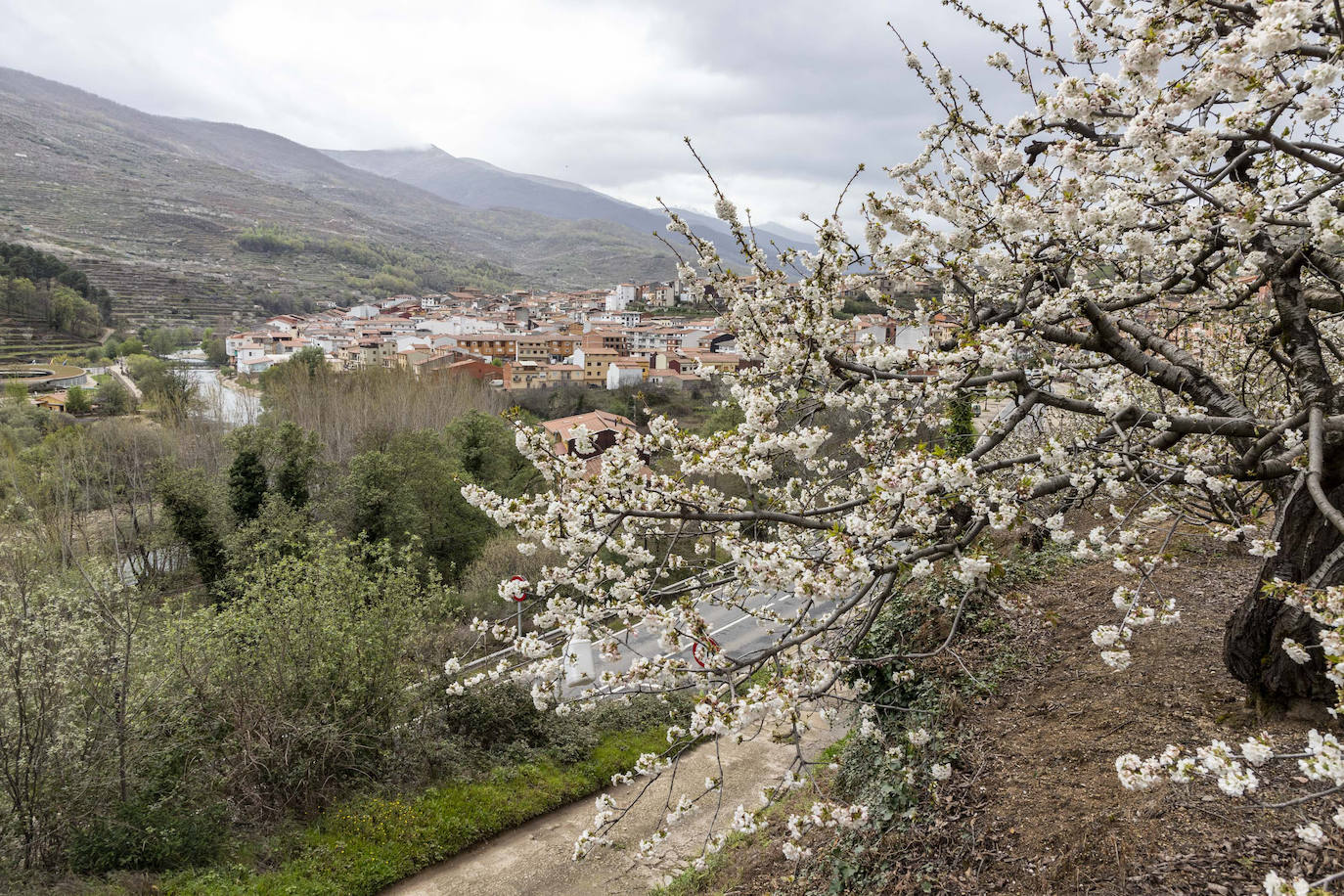 Localidad de Cabezuela del Valle ayer viernes por la mañana con un cerezo en flor en primer plano.