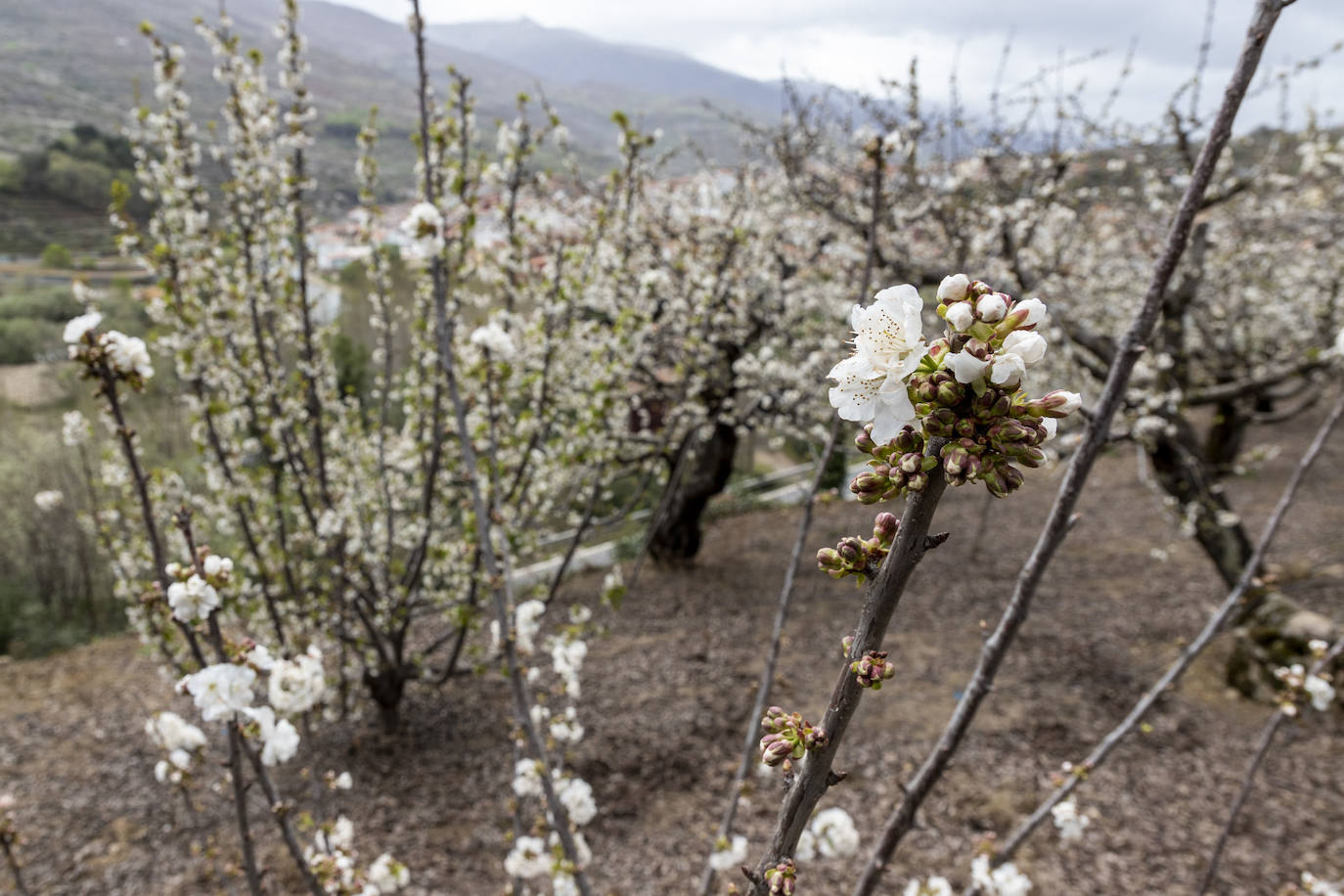 Localidad de Cabezuela del Valle ayer viernes por la mañana con un cerezo en flor en primer plano.