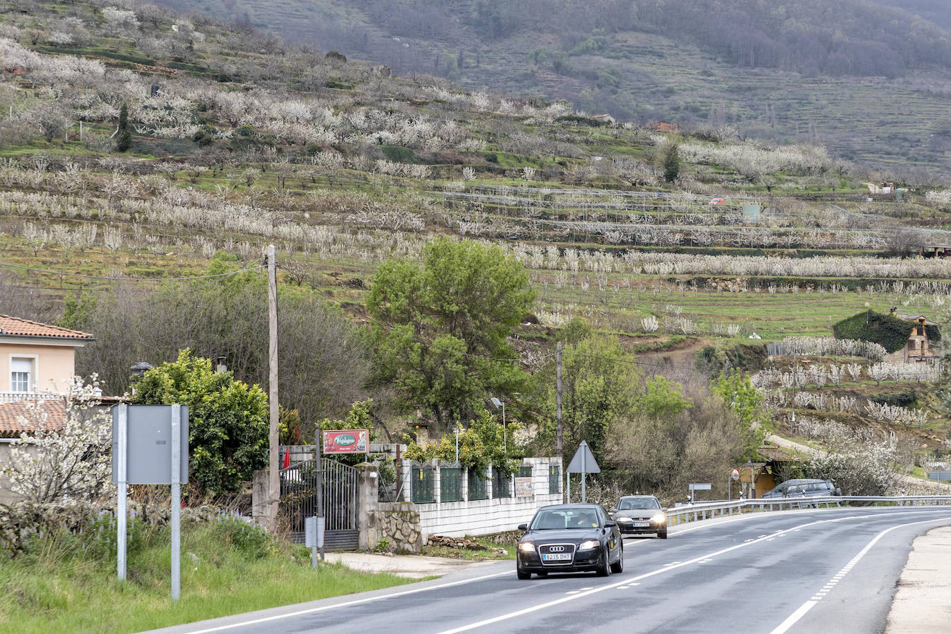 Localidad de Cabezuela del Valle ayer viernes por la mañana con un cerezo en flor en primer plano.
