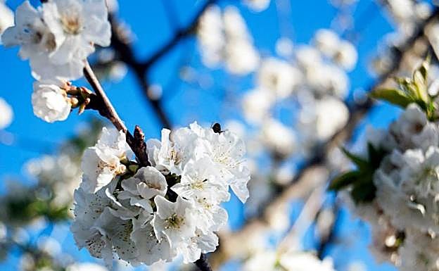 Cerezo florecido en el Valle del Jerte. 