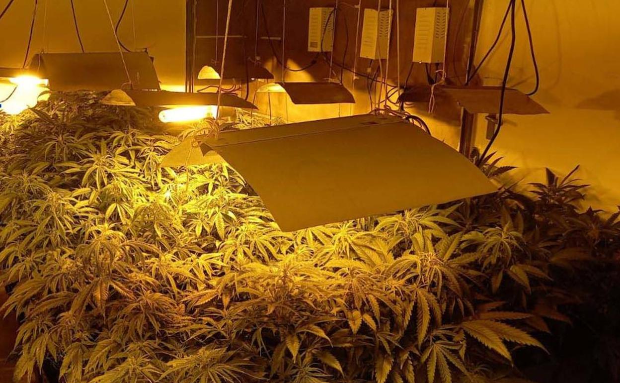 Plantaciones 'indoor' de marihuana localizadas en Badajoz.