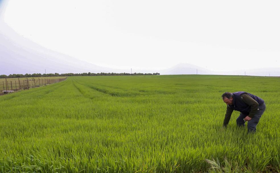 Cándido Méndez, agricultor de Casas de Reina, comprueba la cebada en una parcela de Llerena.