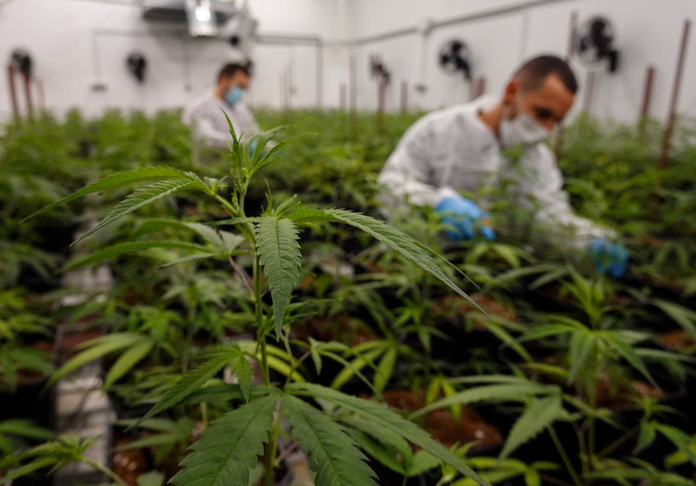 Plantas de cáñamo en las instalaciones de Ctaex en Badajoz. 